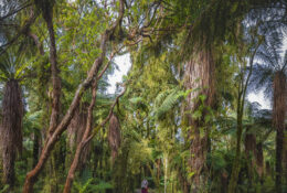 New Zealand 2025 (1 group) (26/66)